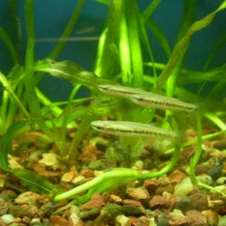 Blackstripe Topminnow Image