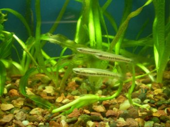 Blackstripe Topminnow Image